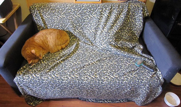 cats