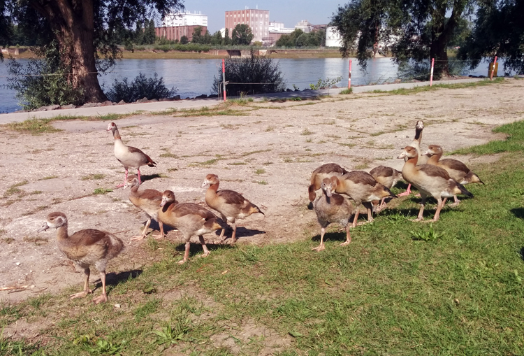 ducks